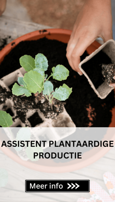 ASSISTENT PLANTAARDIGE PRODUCTIE